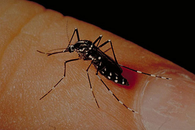 Bu yüzden, eğer koşuyorsanız ya da egzersiz yapıyorsanız, daha hızlı nefes aldığınız ve terlediğiniz için ısırılma riskiniz daha yüksek.