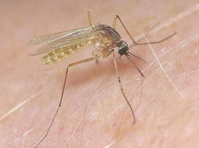 Sivrisinekleri çeken başka bir etken ise ayak kokusu.