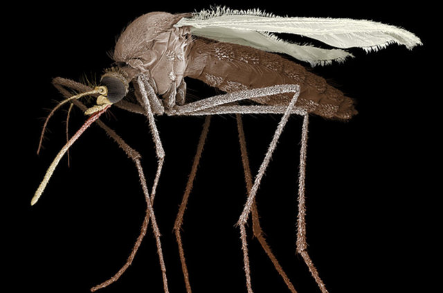 Nefes verirken atılan karbondioksit ve terdeki laktik asit gibi maddeler, sivrisineklerin avını daha kolay bulmasına yardımcı oluyor.