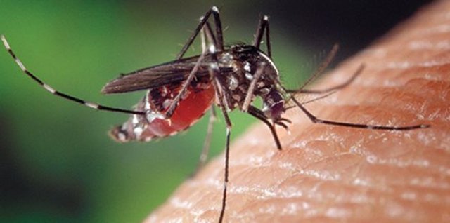 Bu deneyler sonucunda ise sivrisineklerle ilgili bilinmeyen bir gerçek belirlenmiş oldu.  -