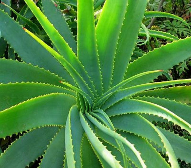 İŞTE ŞİFALI DİĞER BİTKİLER... 1.Aloe Vera: Toplum arasında en çok bilinen ve kullanımına en çok rastlanılan bitki olan aloe vera, güneş veya kazalar sonucu oluşan yanıkların tedavisinde tercih ediliyor.