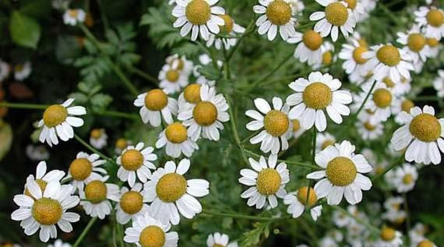 Ayrıca yüksek ateşin düşürülmesinde de oldukça etkili olan gümüş düğme, vücutta aspirin gibi işlev görürken yan etkileri olmadığı için daha çok tercih edilebilecek bir bitki.