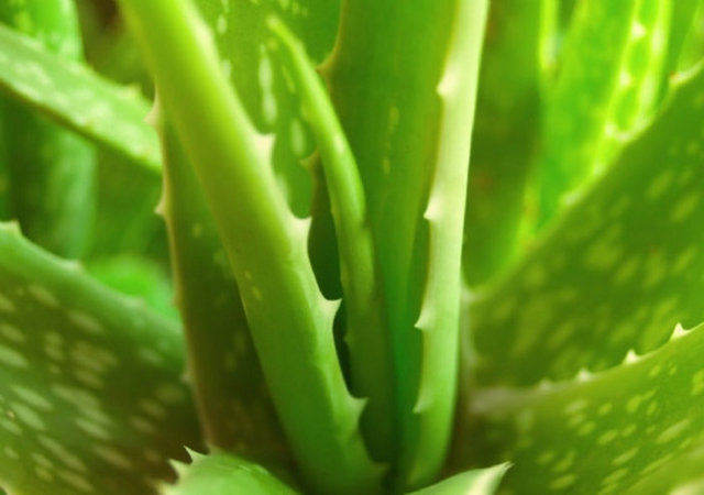 Bitkinin asıl yararlı kısmı aloe vera yaprağı. Aloe vera yetiştirmek için tek gerekli şey ise su.