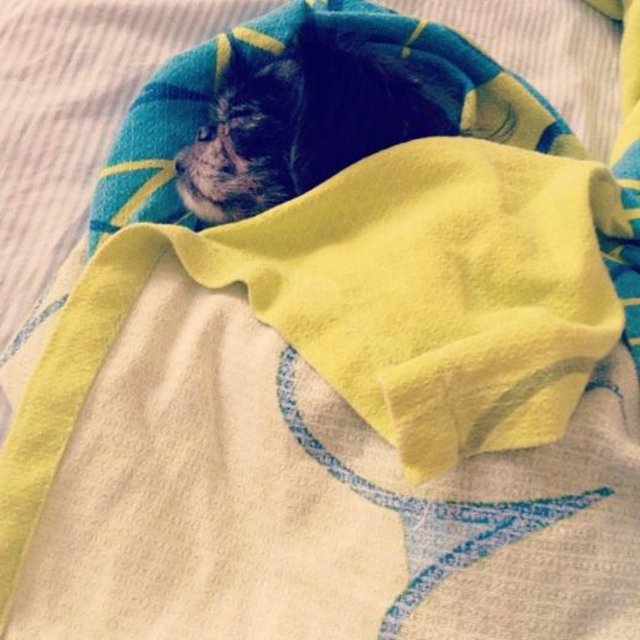 EZGİ MOLA - Adeta insan -  -