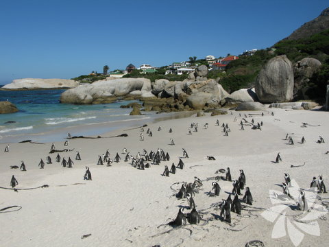 Boulders plajı, Cape Town