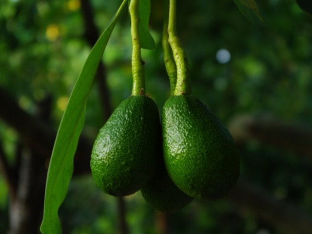 Yağ bakımından zengin olması bir kusur gibi görülse de aslında avokado yağının önemli bir kısmı tekli doymamış zararsız yağlardır.