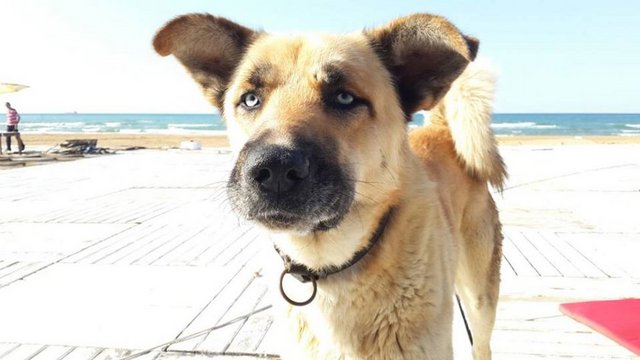 Ama köpek sahipleri için mönü sevindirici. Köpekler de  - sahipleriyle birlikte yemek yiyebilsin diye iki alternatiften oluşan mama bölümü var.