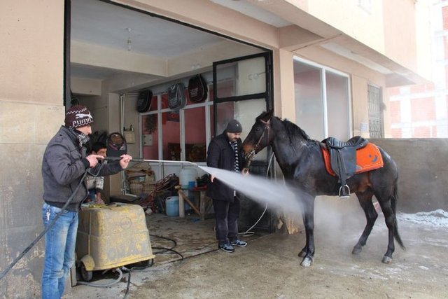 Ergunhan Musaoğlu şehir merkezine getirdiği oto yıkama merkezine getirerek soğuk suyla atın ayaklarını yıkattı. Öte yandan 7 yaşındaki Karador isimli atın soğuk havadan dolayı çene altındaki tüyleri nefes alışverişinden ötürü buz tutarken vücuduna sıkılan soğuk sudan hiçte rahatsız olmadığı gözlendi.