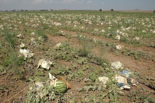 Bu önlem sayesinde daha rahat ettiğini belirten Soylu, "Hem üretici olarak ben rahat ediyorum hem de pazarlamasını yapan arkadaşlar karpuzlarımı sıkıntı çekmeden gönül rahatlığıyla satabiliyorlar. Bütün çiftçi arkadaşlarıma da bunu öneriyorum." dedi.