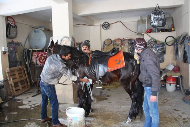 Çelik Kardeşler Oto Yıkama'da tazyikli suyla yıkamaya getiren Musaoğlu, oto yıkama çalışanları şaşkınlıkla karşıladı. Yıllardır araç yıkadığını dile getiren oto yıkamacı Muhammet Vergül , "Yıllardır oto yıkama işi yapıyorum. Bu güne kadar hep araç yıkadım. İlk kez bir at yıkıyorum" diyerek şaşkınlığını gizlemedi.