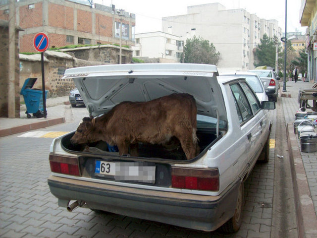 Hastalanan buzağıyı arabasının bagajında veterinere getiren bir çiftçi görenleri şaşkına çevirdi.