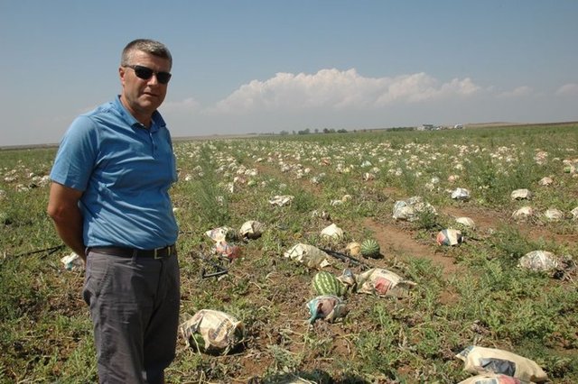 Karpuzları gazete kağıdıyla güneşten koruyorTekirdağ'ın Marmaraereğlisi ilçesinde çiftçilik yapan Mithat Soylu, 50 dönüm tarlasında ekili karpuzları güneşten korumak için tek tek gazete kağıdına sardırdı.