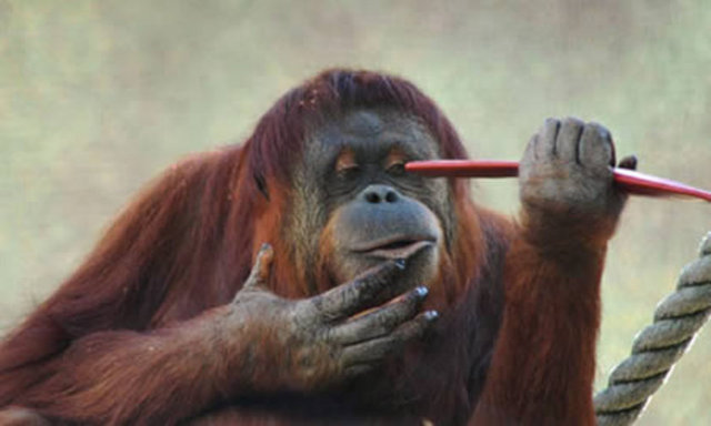 Fotoğrafta gördüğünüz orangutan düşündüğünüzden daha zeki.