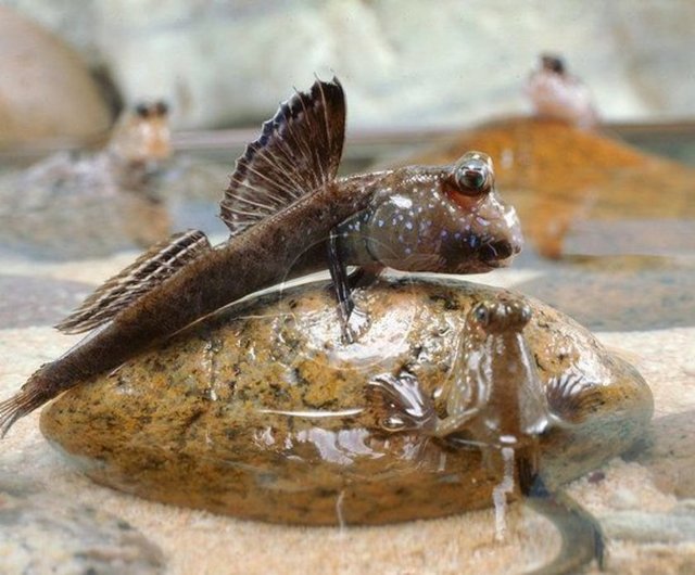 Mudskippers adı verilen bu balıklar su dışında yaşayan türünün ilk ve tek örneği.