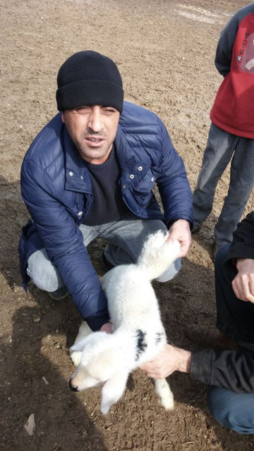 Kuzuyu satmayacağını belirten Durmaz,"Tek kanatlı bir kuzum var. Kuzuyu bir çok insan satın almak istedi. Onu satmayı düşünmüyorum. Doğduğunda çok bitkin bir hali vardı. Ellerimle kuzuyu besledim." dedi. CHA