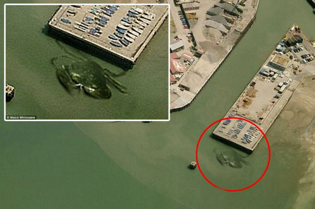 İngiltere'nin Whitstable sularında yaklaşık 15 metre genişliğinde ve 3.6 metre uzunluğundaki bir yengecin balıkçı teknesi tarafından fark edildiği belirtildi. Fotoğrafın gerçek olup olmadığı ise tartışma konusu.