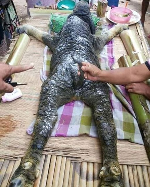 BUFALO TİMSAH DOĞURDU! - Tayland'da bir köyde bufalodan doğan timsah benzeri yaratık dünyayı şaşkına çevirdi