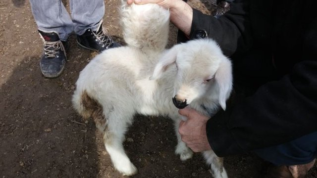 Erzurum'un Karaçoban ilçesine bağlı Kopal beldesinde besicilik yapan Abdulbaki Durmaz'a ait akkaraman cinsi koyun tek kanatlı kuzu dünyaya getirdi.
