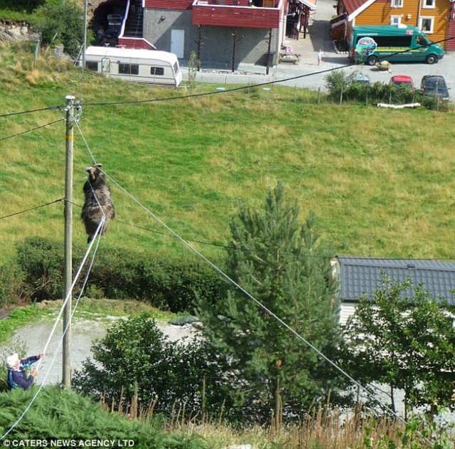 Yaklaşık bir saat sonra çevreden geçen Alman turistlerce farkedilen keçi derhal aaşğı indirildi ve yara almadan kurtuldu.