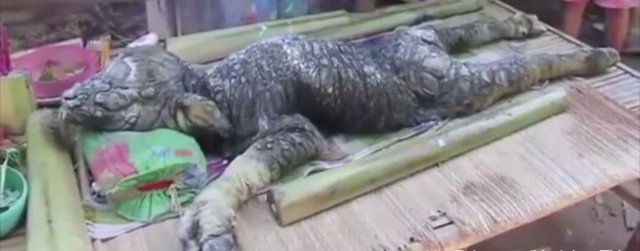 Tayland'ın High Rock, Wanghin bölgesinde bulunan bu hayvan doğduktan kısa süre sonra ölmüş.