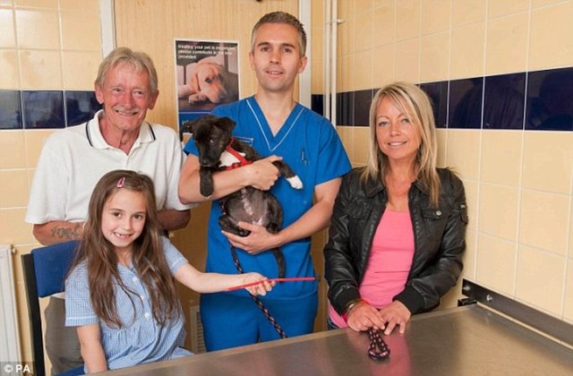 Staffordshire bull terrier cinsi olan bebek Betty, her meraklı yavru köpek gibi bulduğu cisimleri çiğneme hevesinin kurbanı olmak üzereyken kurtarıldı.