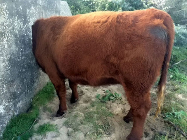 Hamile bir ineğin kafası, İkinci Dünya Savaşı'ndan kalma bir makineli tüfek yuvasında sıkıştı. Vatandaşlar, ilgili birimleri arayarak bir hayvanın sıkıştığını haber verdiler. Telefonun ardından öğlen 2 gibi kurtarıldı.