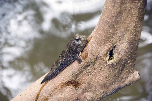 Zaman zaman ağaçlara çıkan mudskippers, derisinden oksijen alıyor.