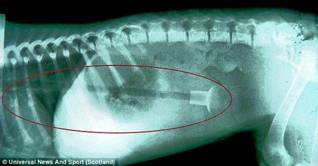 Zira kendisi tam 25 cm'lik bir oyuncak ok yutmuştu. Yutuğu oyuncak başarılı bir operasyonla alındı ve Betty sağlığına kavuştu.
