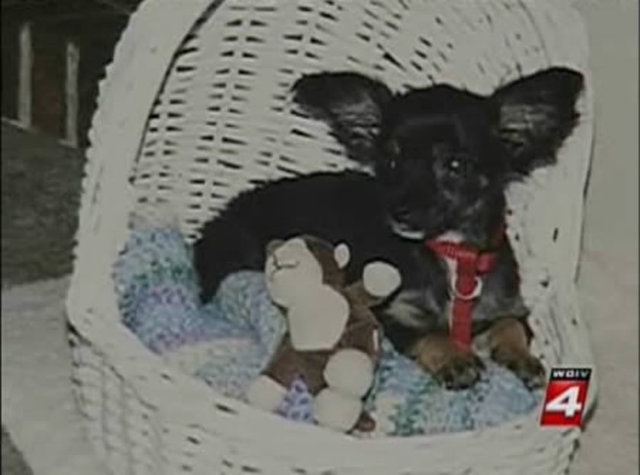Yalnızca 2,5kg ağrlığında olan Chihuahua cinsi olan Betty'nin başına gelen olaysa bir hayli ilginç.
