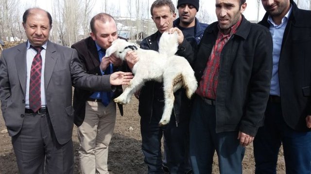 İlçe Gıda Tarım ve Hayvancılık Müdürlüğü veteriner hekimlerinden Semih Aydın, tek kanatlı kuzunun doğum anomalisi olduğunu ifade etti.
