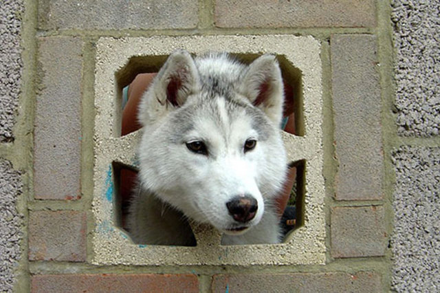 Keano adlı 6 aylık bir haski cinsi köpek, kafasını tuğladan bir duvara sıkıştırdı. Hampshire'da yaşanan olayda köpek yara almadan kurtarıldı.