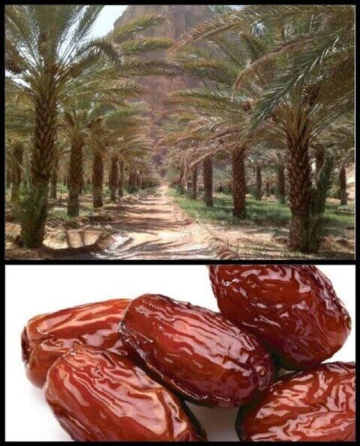 Burası Nevzat Demir Tesisleri