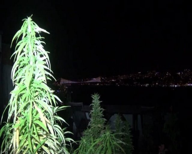 Yeşilçam'ın eski ünlülerinden olan Hanefi Eray Özbal'ın 5 ay boyunca evden hiç çıkmadığı ortaya çıkarken, zanlının irtibatlı olduğu Zeki Y. isimli öğrencisinin kontrolünde Sarıyer'de yine Boğaz manzaralı bir dairenin teras katında esrar yetiştirdiği öğrenildi.