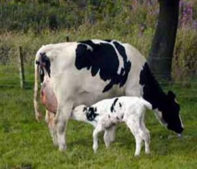 AB`deki her inek için verilen günlük 2.50 dolarlık sübvansiyon, Afrika`nın yüzde 75`inin günlük geçiminden daha fazla