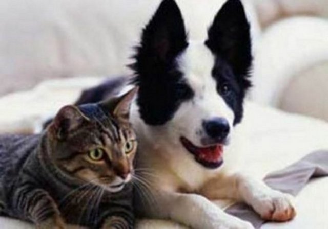 İlginç bilgilerKediler 100 değişik ses, köpekler ise 10 ses çıkartabilirler.