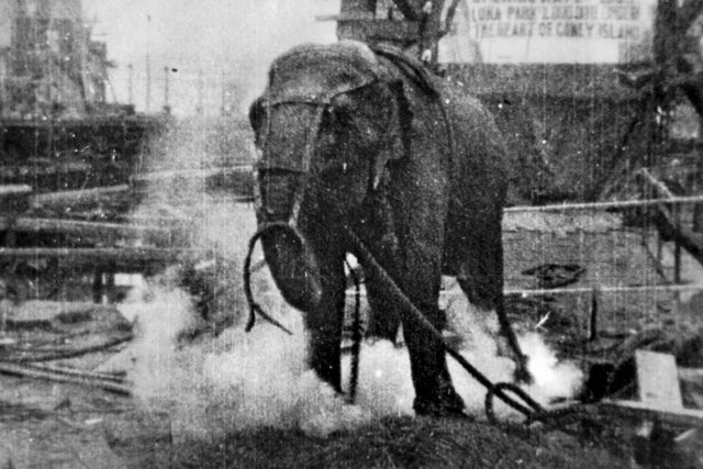Hatta 1903 yılında o kadar ileri gitmiştir ki; ''alternatif akımın tehlikelerini göstermek amacıyla'' bir fili elektrik vererek öldürmüştür.