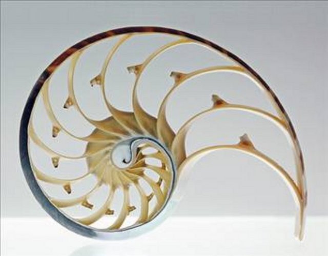 Altın Oran sayısının en büyük özelliği virgülden sonraki kısmın sonsuza dek uzayıp gitmesi ve önceden asla tahmin edilemez ve tam olarak sayılamaz oluşudur. -  - Ayrıca 1,618033 şeklinde devam eden altın oran sayılarının Kuran'daki karşılığına bakarsak 16. surenin 18. ayetinde şöyle denmektedir: "Onu saymaya kalksanız sayamazsınız, Allah'ın nimetlerini ki O rahmandır rahimdir." -  - Yani hem sayı saymak kavramı, hem sayılamazlık durumu, hem de seçkin-güzel nimetlerin dikkat çekilmesi son derece şaşırtıcıdır.