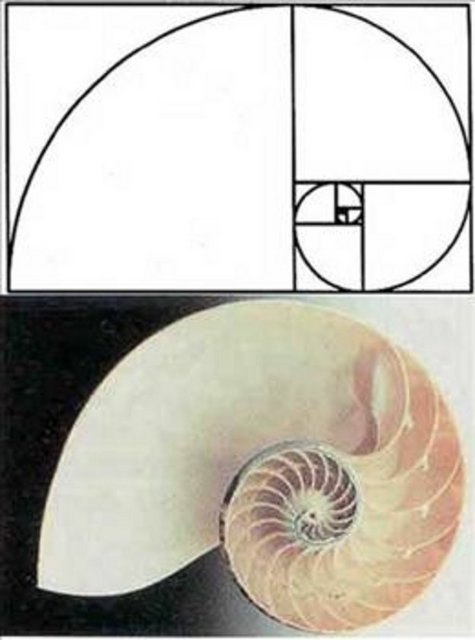 Bir doğruyu altın oran noktası olarak tanımlanan 1,618 noktasından bölerseniz oluşan iki parçanın oranı bölünmüş uzun parçanın bölünmemiş parçaya oranı ile aynı olacaktır. -  - Altın Oran, Fibonacci sayılarının birbirlerine oranında da görülebilir.