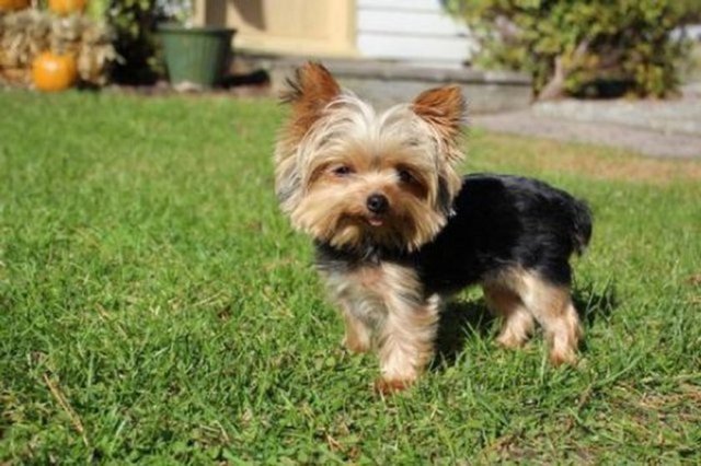 New Jersey'de yaşayan Yorkshire terrier cinsi Lucy, 1.13 kilogramlık ağırlığıyla dünyanın en küçük köpeği.  -