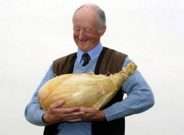 Dünyanın en ağır soğanı. Tam 8 kilo 150 gram. -  -  -