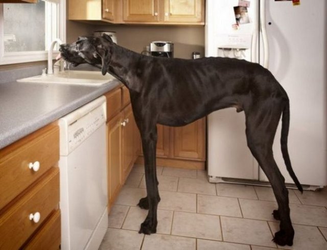 Dünyanın en uzun köpeği Zeus. Ayak omuz uzunluğu 111 cm. Ayakları üzerinde yükseldiğinde ise 2.13 metre -