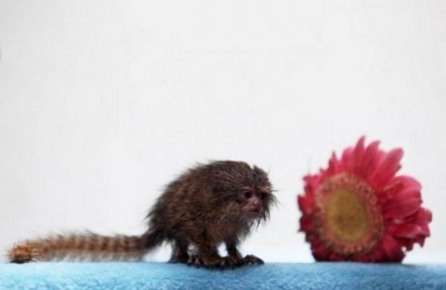 Pigme Marmoset adıyla bilinen bu canlı Peru´da bulundu ve kendisi dünyanın en küçük maymunu. -  -  -  -