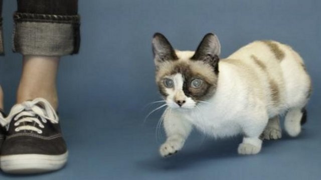 Dünyanın yaşayan en küçük kedisi rekoru Fizz Girl'ün elinde. Bu kediciğin ağırlığı sadece 1.88 kilogram. Munchkin kedisi adı verilen bu türün doğal bir genetik mutasyon nedeniyle bacakları çok kısa oluyor.  -