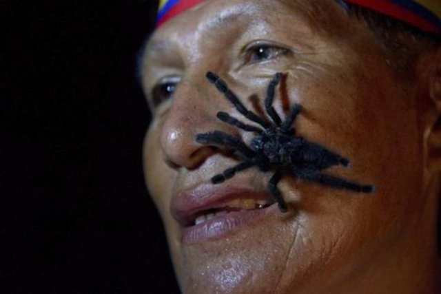 Ekvador´dan Gabriel Guallo. Deliliğin vücut bulmuş hali. Vücudunda 250 tarantula taşıma rekoru.