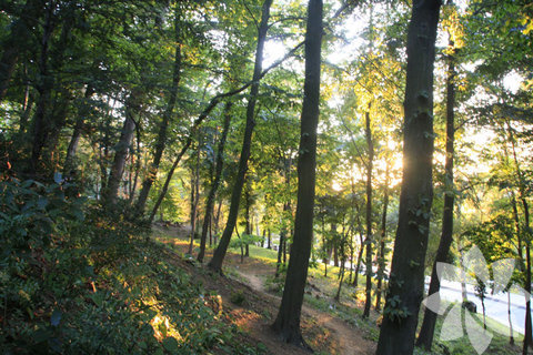 Beykoz Korusu: İstanbul Anadolu yakası boğaz kıyısında Beykoz'da bulunan Beykoz Korusu; aynı zamanda Abraham Paşa Korusu olarak da bilinmektedir. Beykoz Korusu Osmanlı dönemi Sultan II.Abdülhamid döneminden kalma bir yerdir. İstanbul Boğazı'na nazır Fransız bahçe mimarları tarafından düzenlenmiş ve aynı dönemde koruluğun içerisinde köşkler, kuş evleri, havuzlar ve tiyatrolar yaptırılmıştır. Beykoz Korusu, 150 dönümlük alanıyla çok güzel bir mesire yeri ve aynı zamanda Boğaziçi korularının en büyüklerinden birisidir. Günümüzde Beykoz Korusunun içerisinde iki büyük mağara, beş havuz ve bir saray kalıntısı bulunmaktadır.