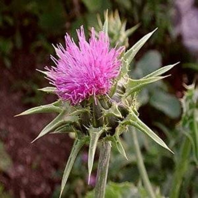 Devedikeni, akciğer, baş-boyun, idrar yolları ve idrar torbası, kalın bağırsak, prostat kanserine karşı etkili.