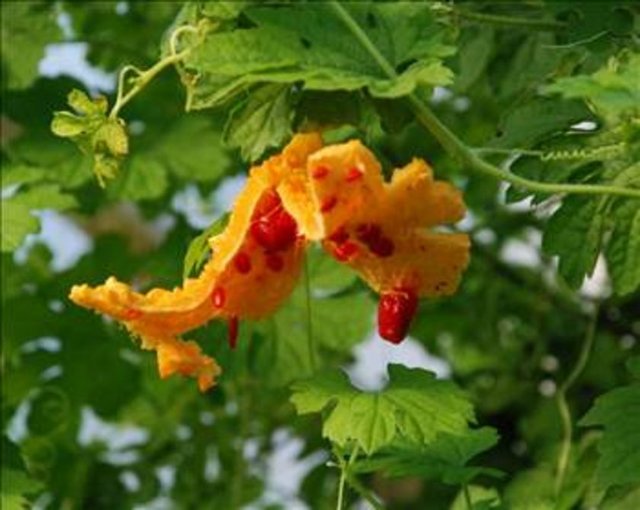 Kudret narı, baş-boyun, cilt, idrar yolları ve idrar torbası, lenfoma, lösemi, malign melanom, meme ve prostat kanserlerinde etkili.