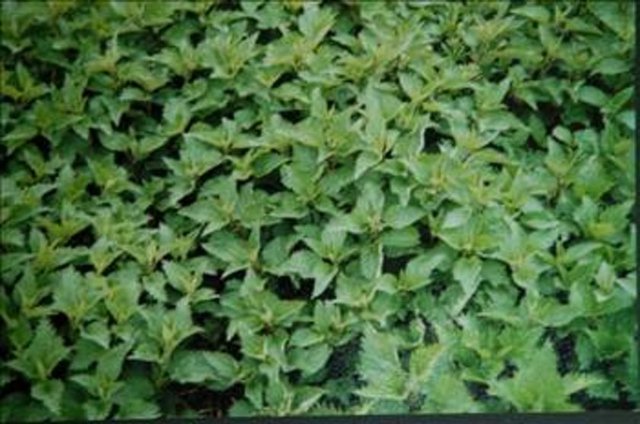 Isırganotu, prostat kanserinde etkili.