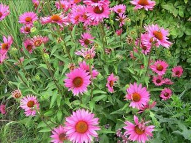 Ekinezya, kalın bağırsak ve pankreas kanserinde etkili.