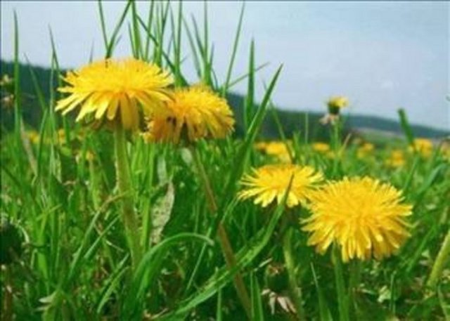 Karahindiba, kalınbağırsak, karaciğer, lösemi, malign melanom, meme ve rahim kanserinin tedavisinde yardımcı olabileceği düşünülüyor.